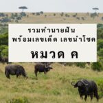 รวมทำนายฝัน พร้อมเลขเด็ด เลขนำโชค หมวด ข