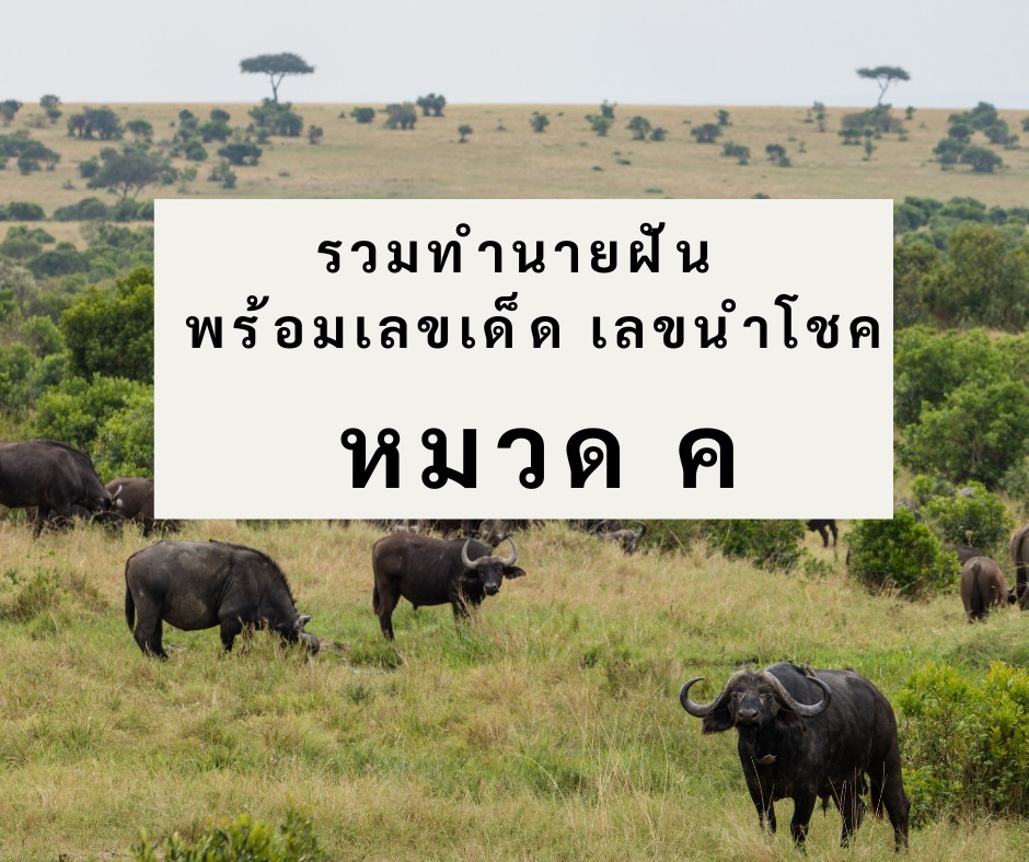 รวมทำนายฝัน พร้อมเลขเด็ด เลขนำโชค หมวด ค