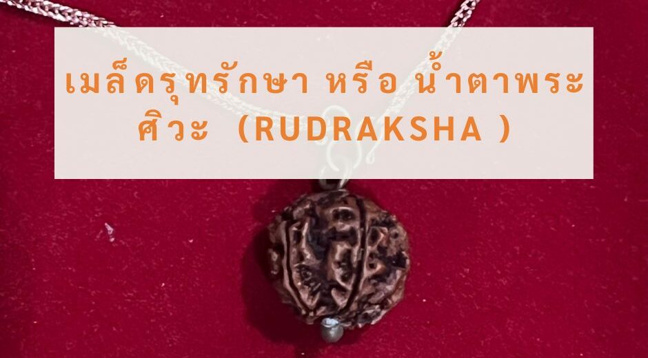 เมล็ดรุทรักษะ หรือ น้ำตาพระศิวะ ความเป็นมา ความเชื่อ และเคล็ดลับที่ควรรู้ มามูมะ