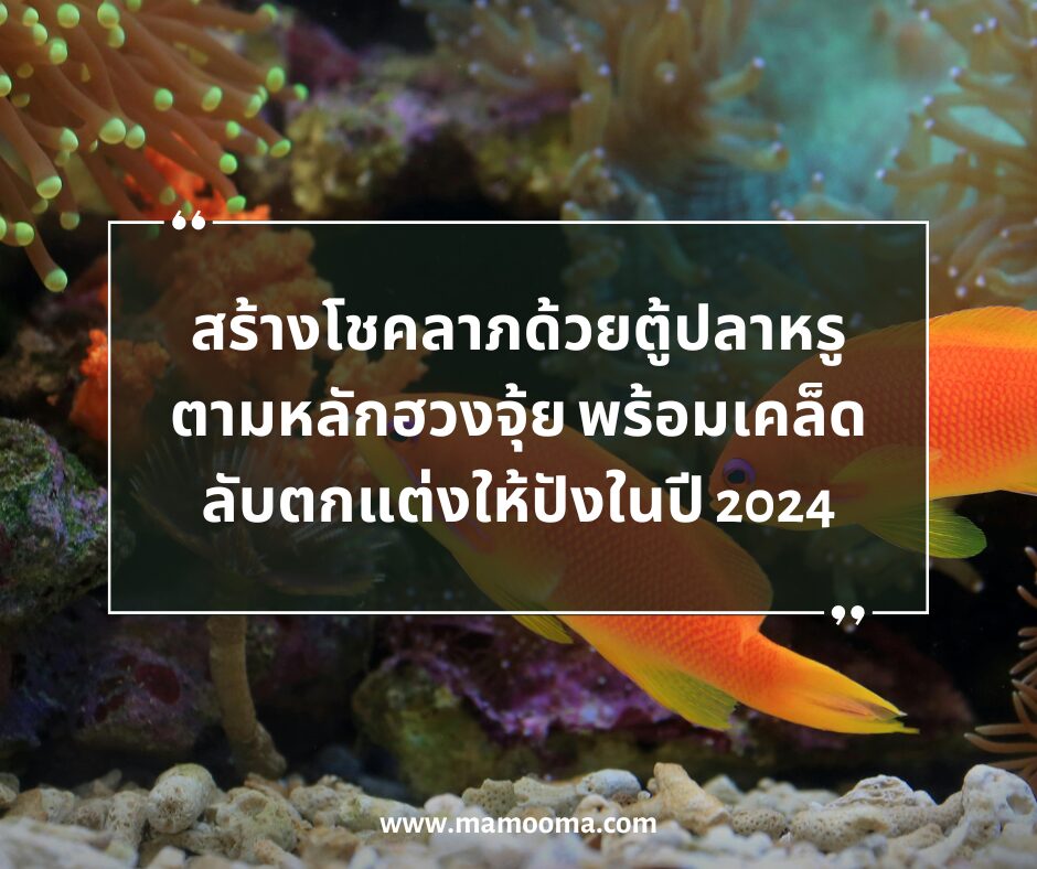 สร้างโชคลาภด้วยตู้ปลาหรู ตามหลักฮวงจุ้ย พร้อมเคล็ดลับตกแต่งให้ปังในปี 2024