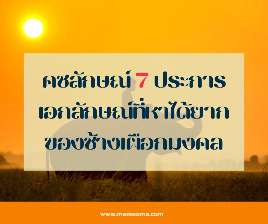 คชลักษณ์ 7 ประการ เอกลักษณ์ที่หาได้ยากของช้างเผือกมงคล