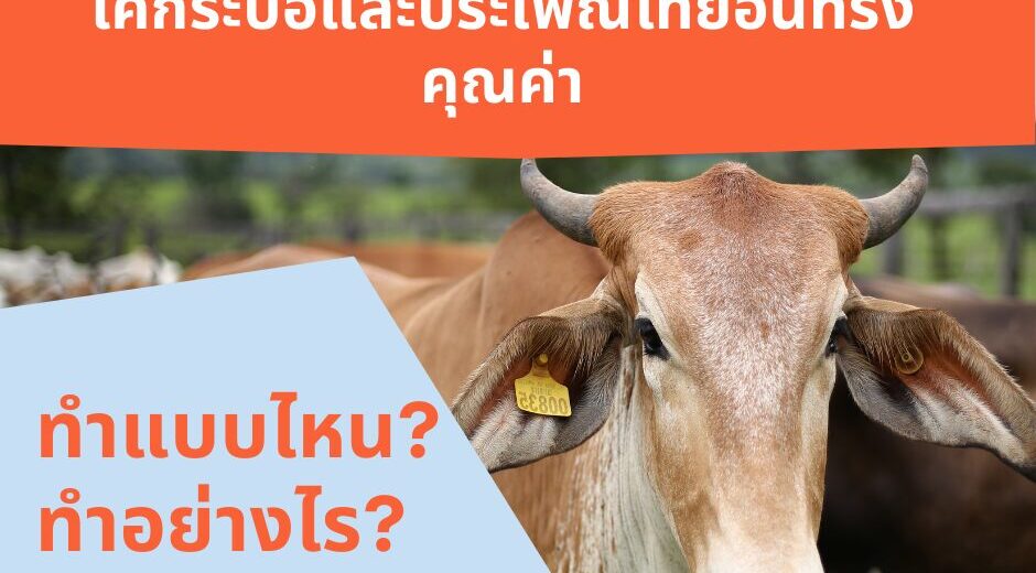 บุญกุศลอันยิ่งใหญ่จากการปล่อยโคกระบือและประเพณีไทยอันทรงคุณค่า