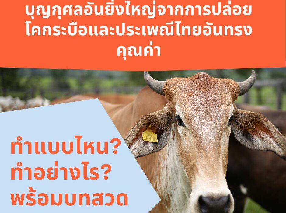 เม้ามอยกับมามูมะ บุญกุศลอันยิ่งใหญ่จากการปล่อยโคกระบือและประเพณีไทยอันทรงคุณค่า 1 บุญกุศลอันยิ่งใหญ่จากการปล่อยโคกระบือและประเพณีไทยอันทรงคุณค่า