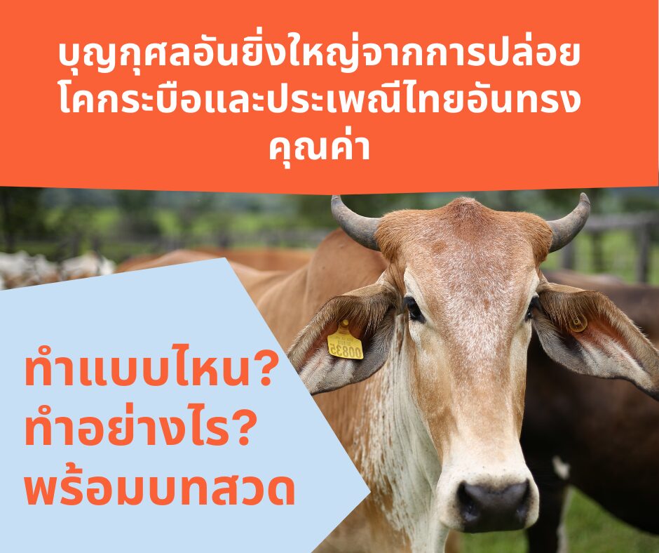 บุญกุศลอันยิ่งใหญ่จากการปล่อยโคกระบือและประเพณีไทยอันทรงคุณค่า