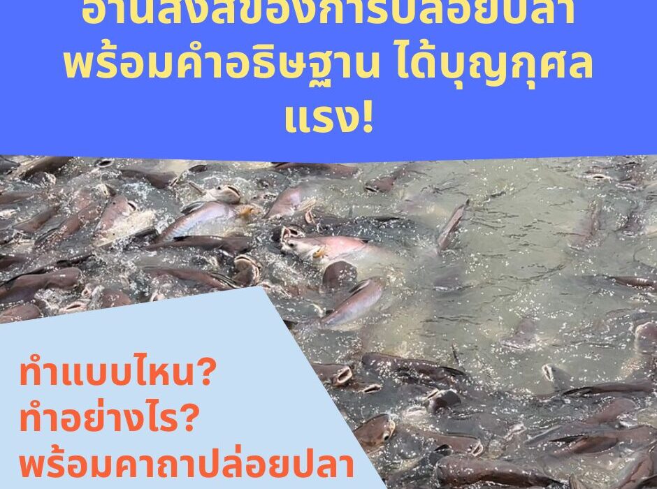 อานิสงส์ของการปล่อยปลา พร้อมคำอธิษฐาน ได้บุญกุศลแรง!