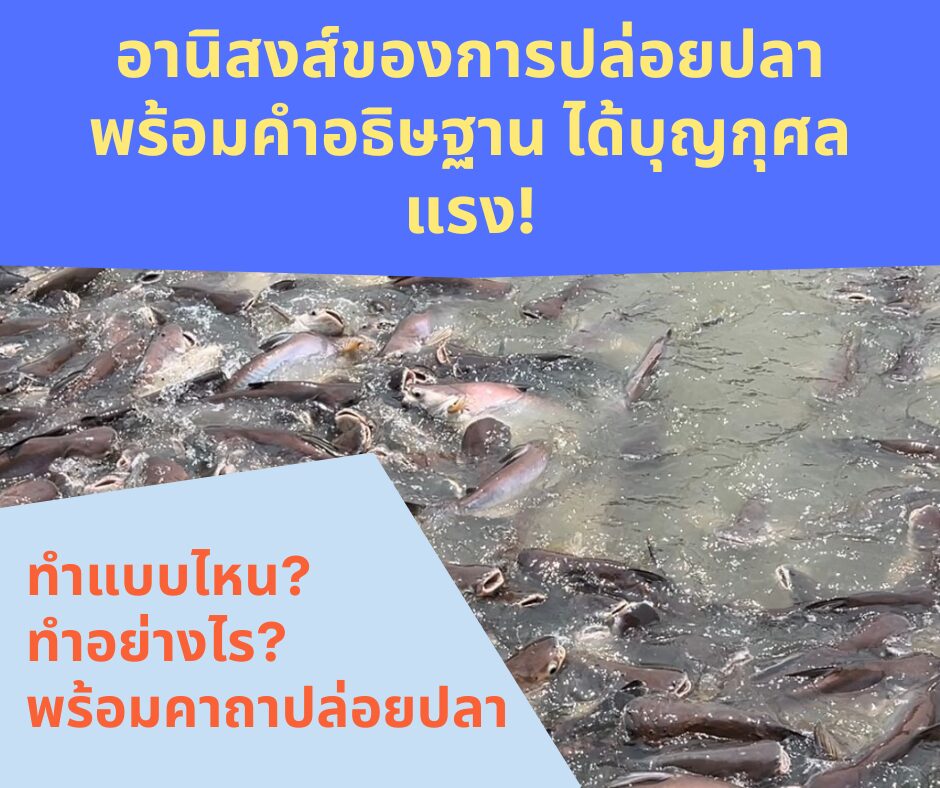 อานิสงส์ของการปล่อยปลา พร้อมคำอธิษฐาน ได้บุญกุศลแรง!