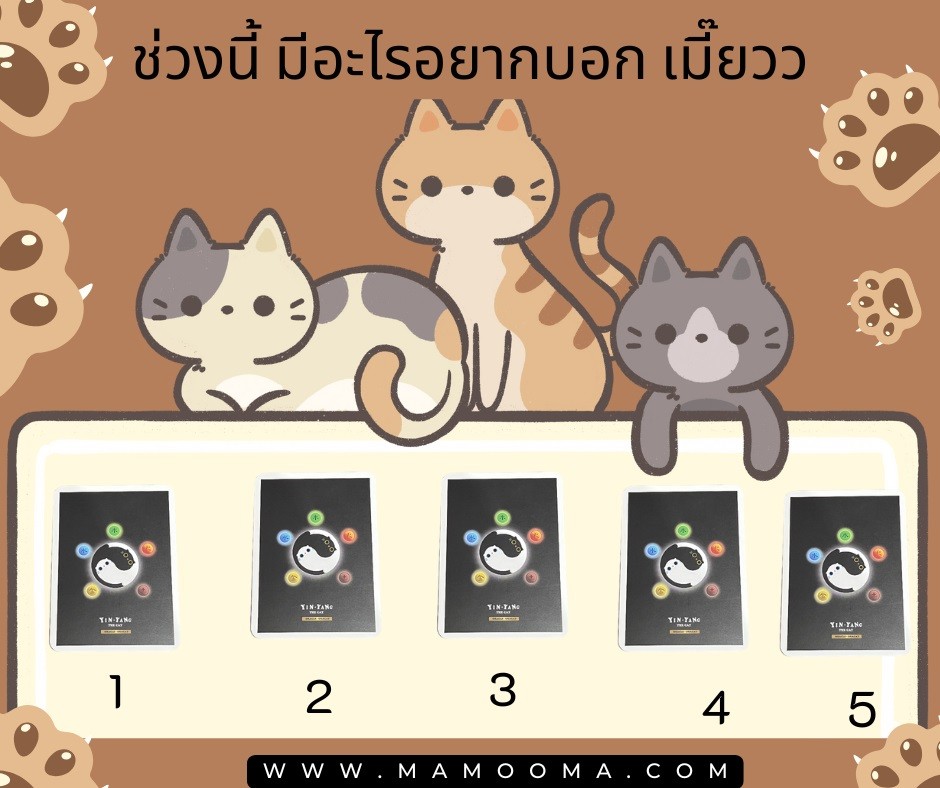ช่วงนี้ มีอะไรอยากบอก เมี๊ยววว ไพ่ชุด YIN YANG The Cat